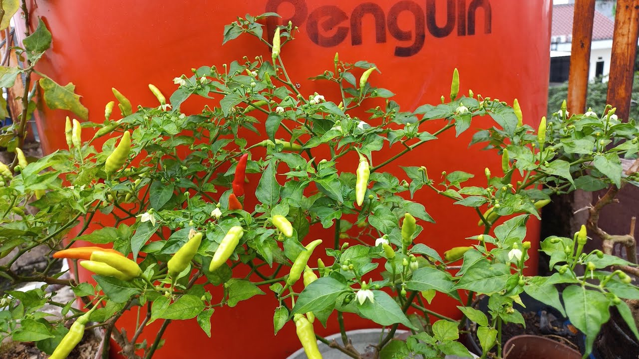 Begini caranya agar cabe buahnya banyak #gardening #cintaibumi #zerowaste #urbanfarming #diy 