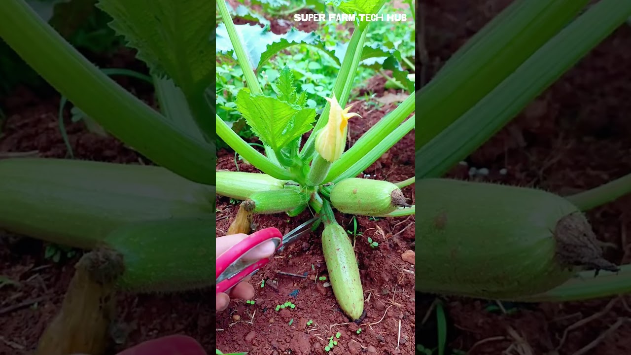 Secret Zucchini Pruning Technique &ndash; Grow Bigger Fruits by Keeping Just One! #farminglife #farming
