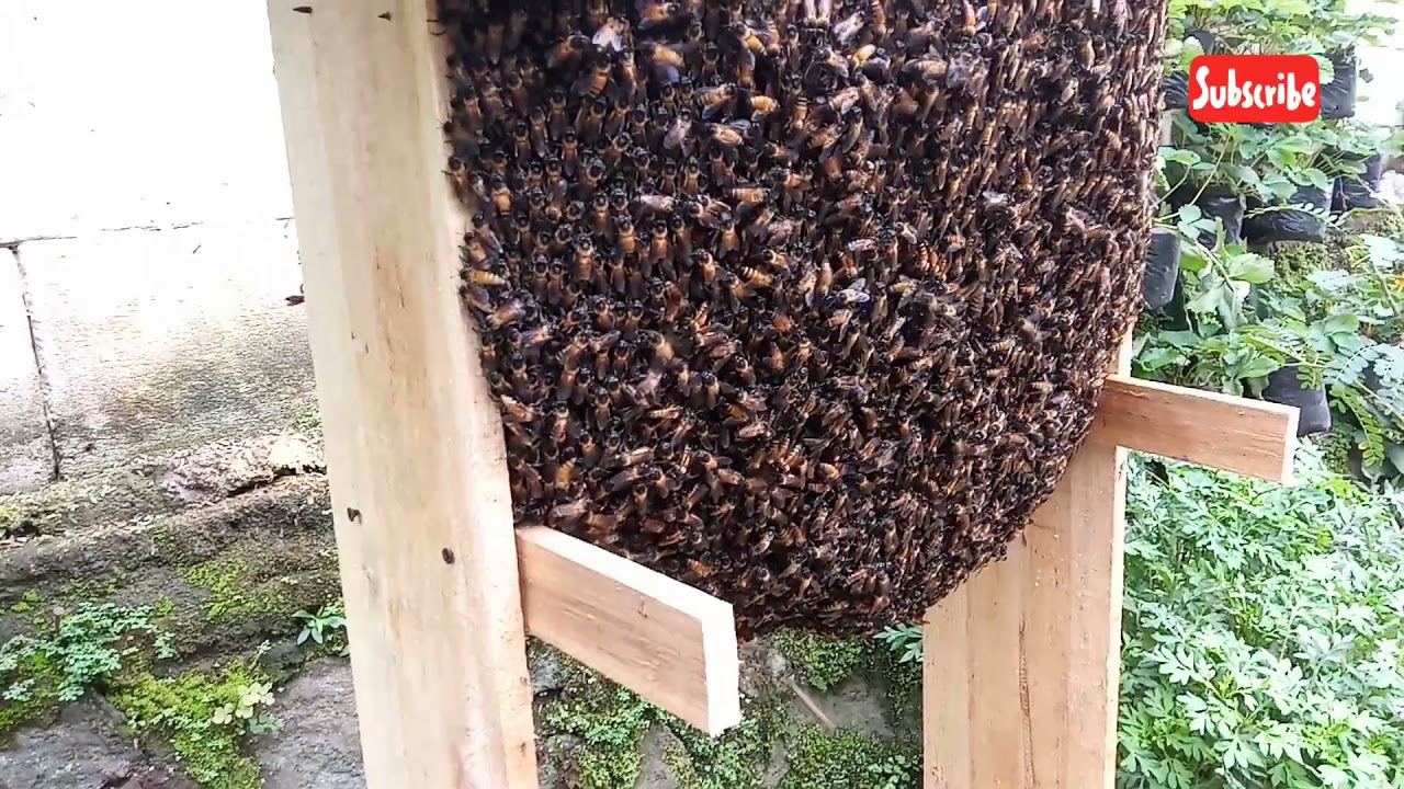 Lebah Apis Dorsata Bag. 7: Sempat Mencari Pollen Tapi Endingnya Mengecewakan 😓