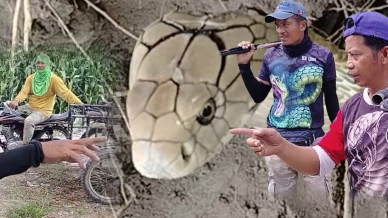 MALAKING BAKAS NG KING COBRA PALAGING NAKIKITA SA DAAN!!! 