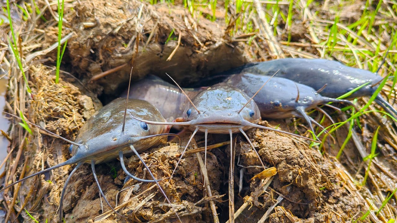 wow best hand fishing, pick duck eggs in the rice field and catch fish by hand amazing