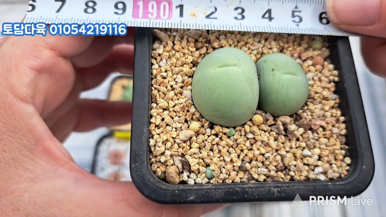 (판매완료)토담다육 01054219116 코노피튬 빌로붐 리톱스 모듬 3만원 26년3월4일(0401)