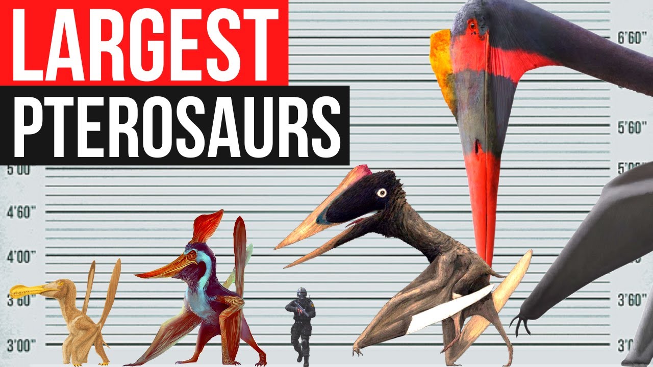 Largest Pterosaurs in History | Size Comparison