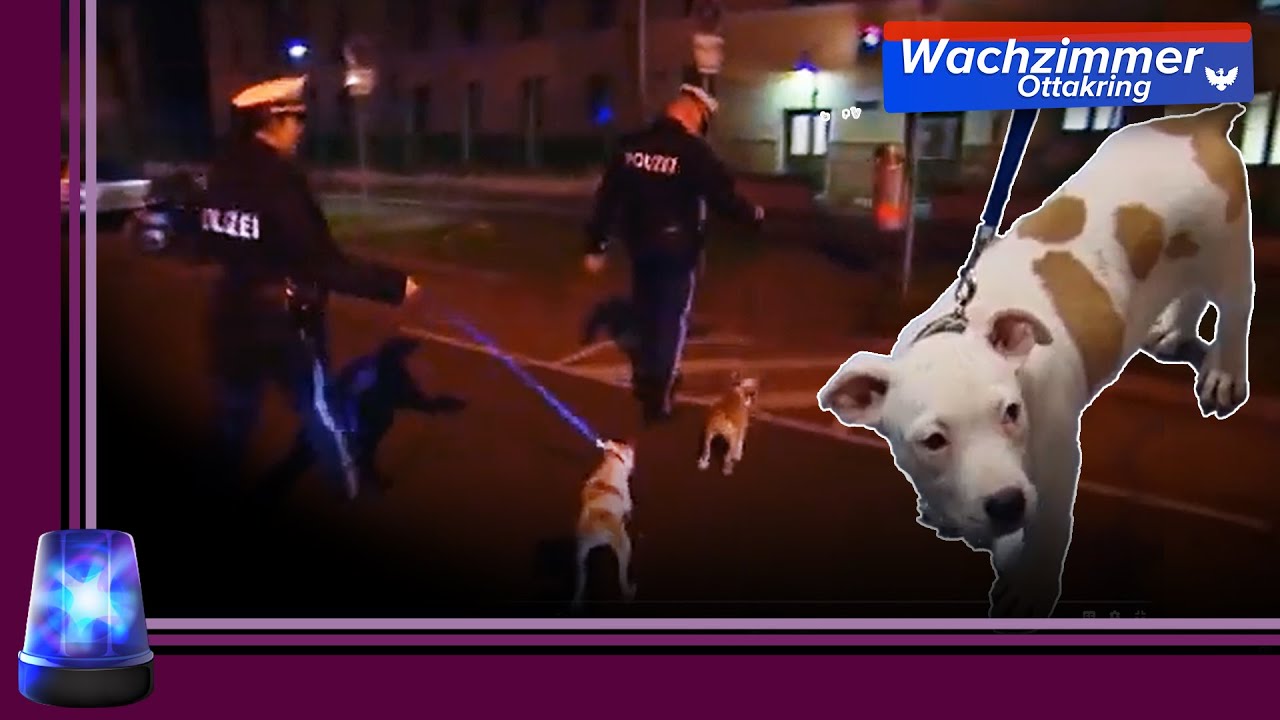 WELPEN GERETTET 😍 Illegaler Welpenhandel, Drogenlokal und mehr | 2/2 | Wachzimmer Ottakring | ATV