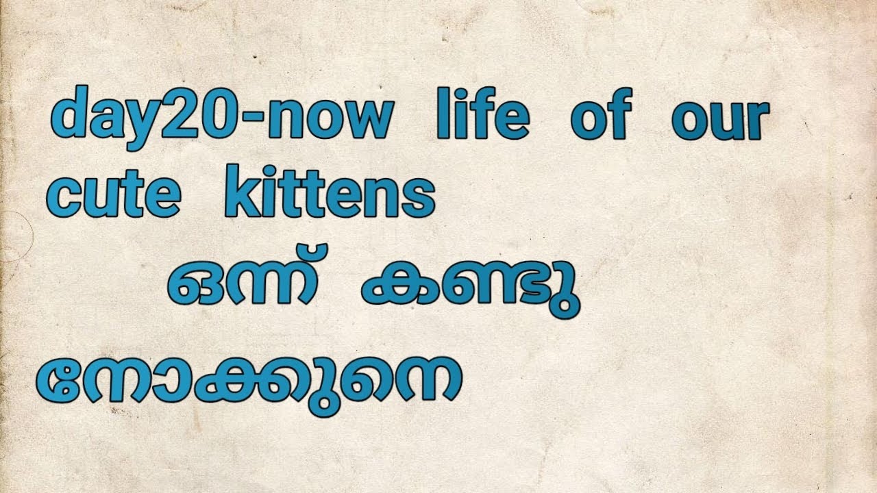 3 കുറുമ്പികളുടെ വിളയാട്ടങ്ങൾ ഒന്ന് കണ്ടു നോക്കു 