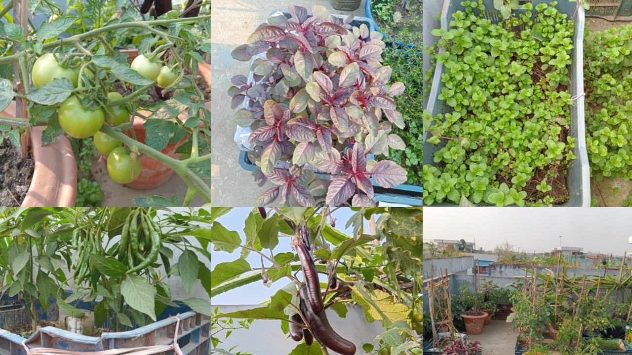 আমার ছাদ বাগান ট্যুর ২০২৫ #gardening #rooftopgarden #garden #plants