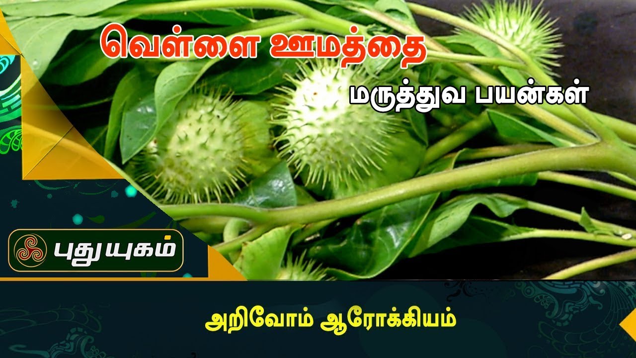 வாதத்தினால் வரும் மூட்டுவலியைப் போக்கும் வெள்ளை ஊமத்தை..  | அறிவோம் ஆரோக்கியம் | Puthuyugam TV