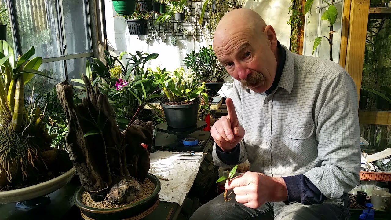 How I make a New Orchid Table Mount