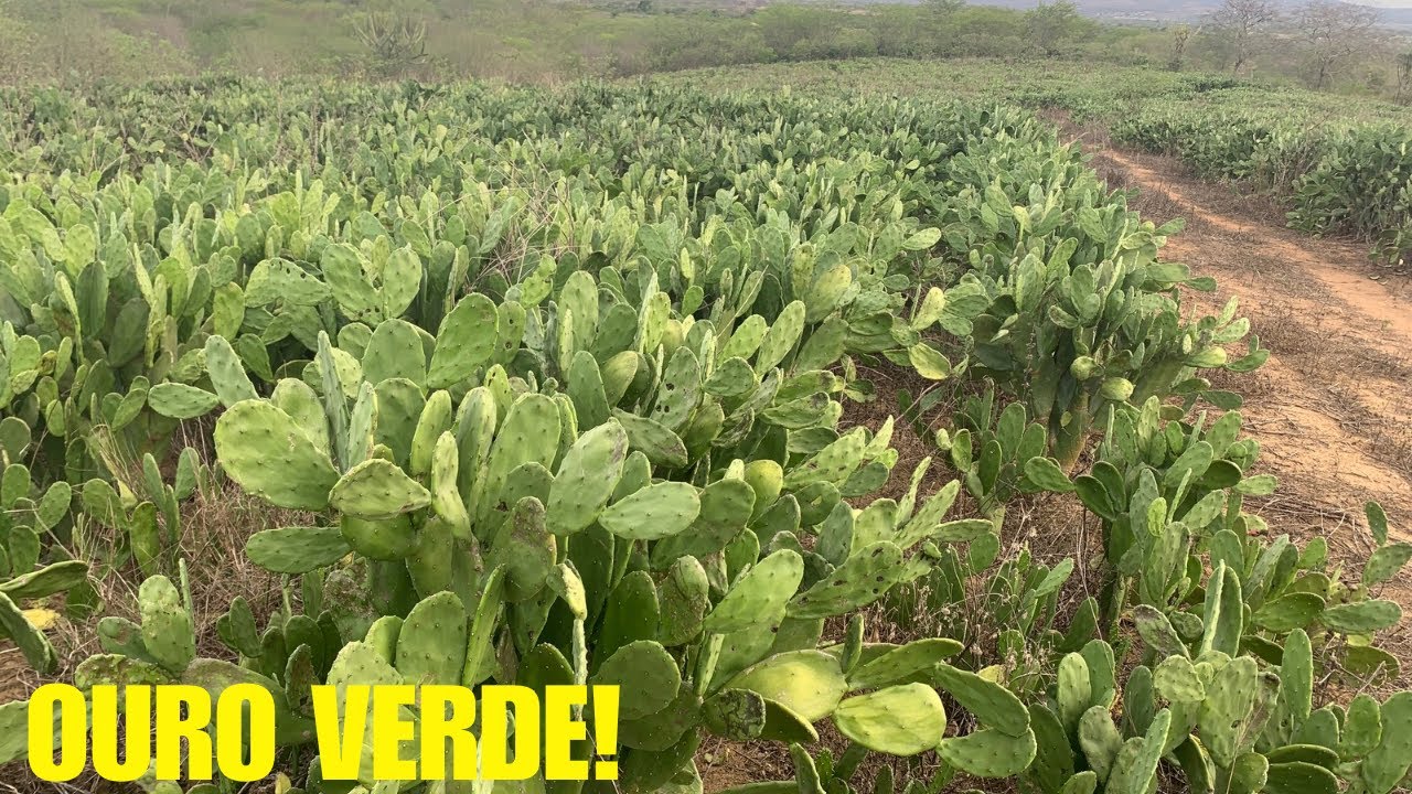 Essa plantação de palma forrageira impressiona! Veja isso 🌵