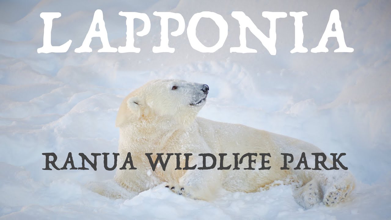 Lapponia (Ep.2) - Ranua Wildlife Park e Aurora Boreale a -27°C