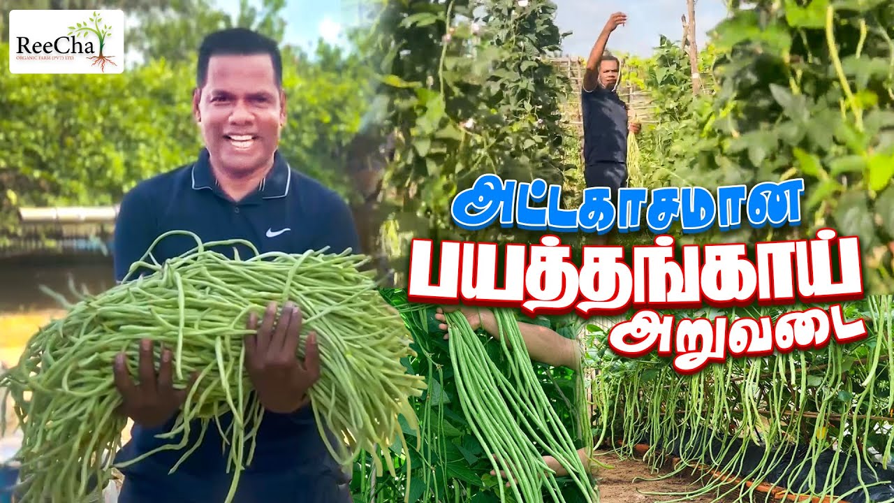 Long Beans Farming Sri Lanka Vlog | Best Farm House in Sri Lanka | BK in Reecha