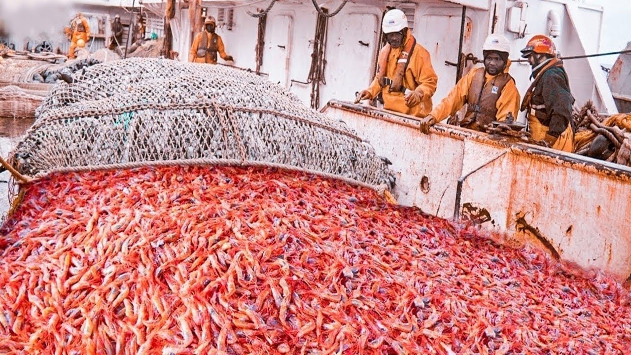 How 🦐 Millions of Shrimp Are Caught, Peeled & Processed
