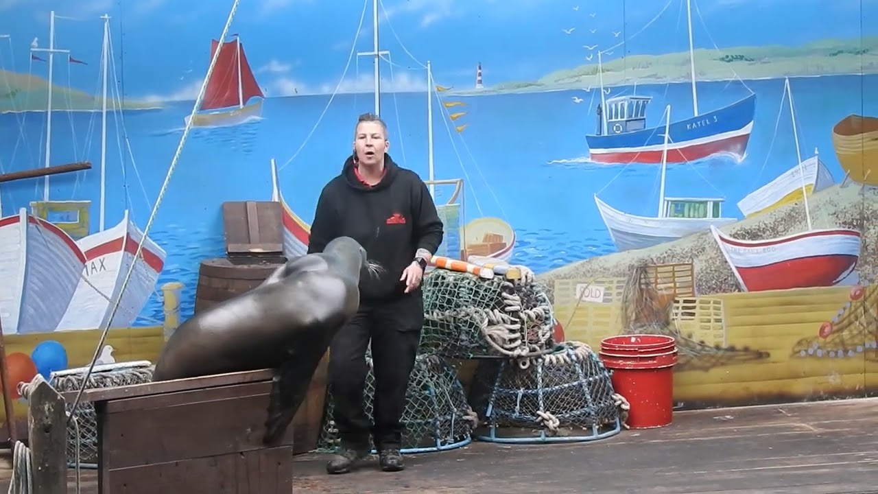 Knowsley safari park sealion show 2024