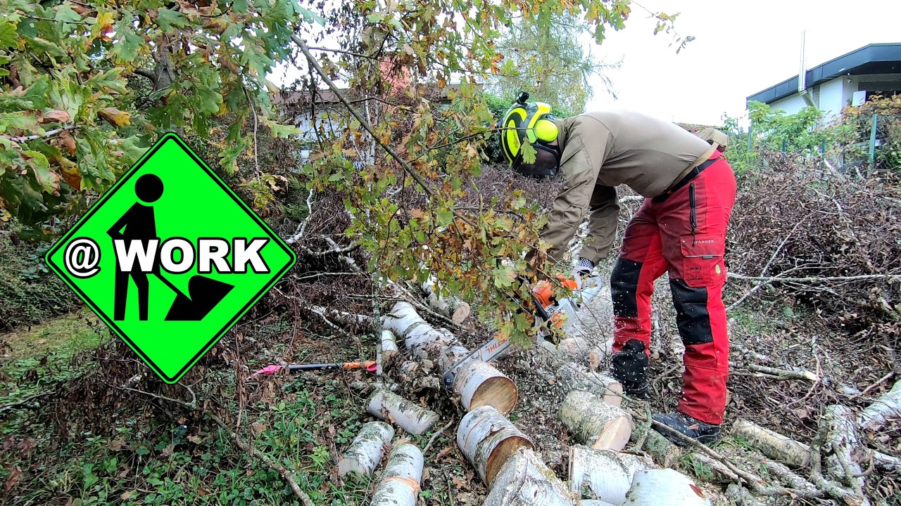 Gefällte Birke mit der Motorsäge zersägen - Brennholz selber machen