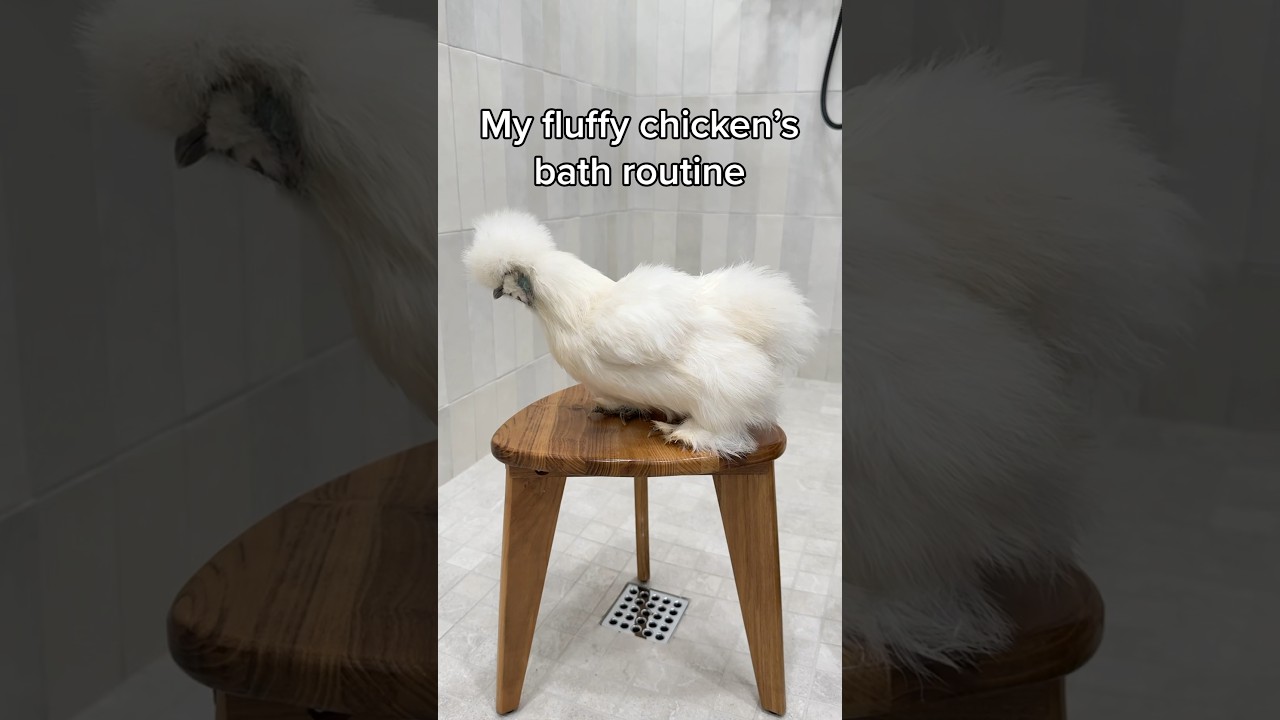 My Fluffy Chicken’s Bath Routine 🫧