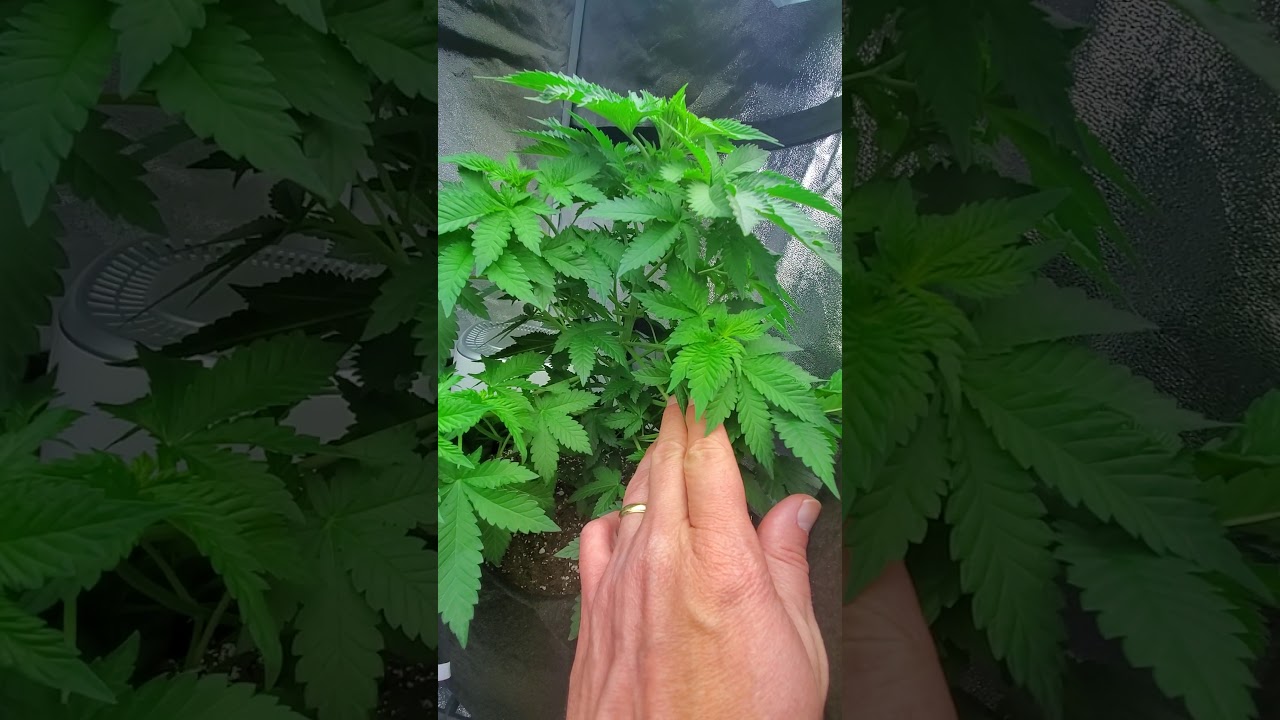 Grand Daddy Purple Grow