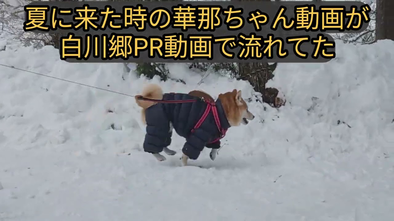 大寒波がやってきたので雪国に行こう