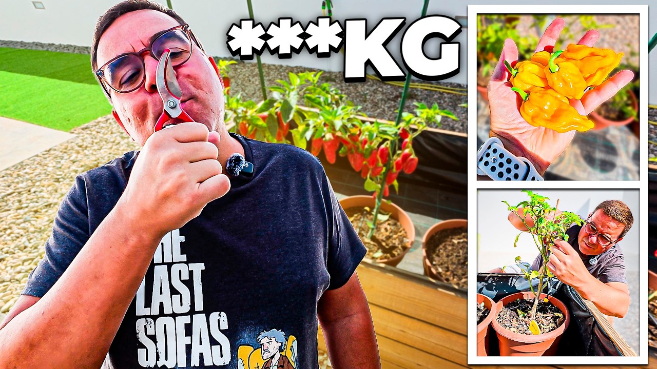 APANHEI UM CONTENTOR DE PIMENTAS