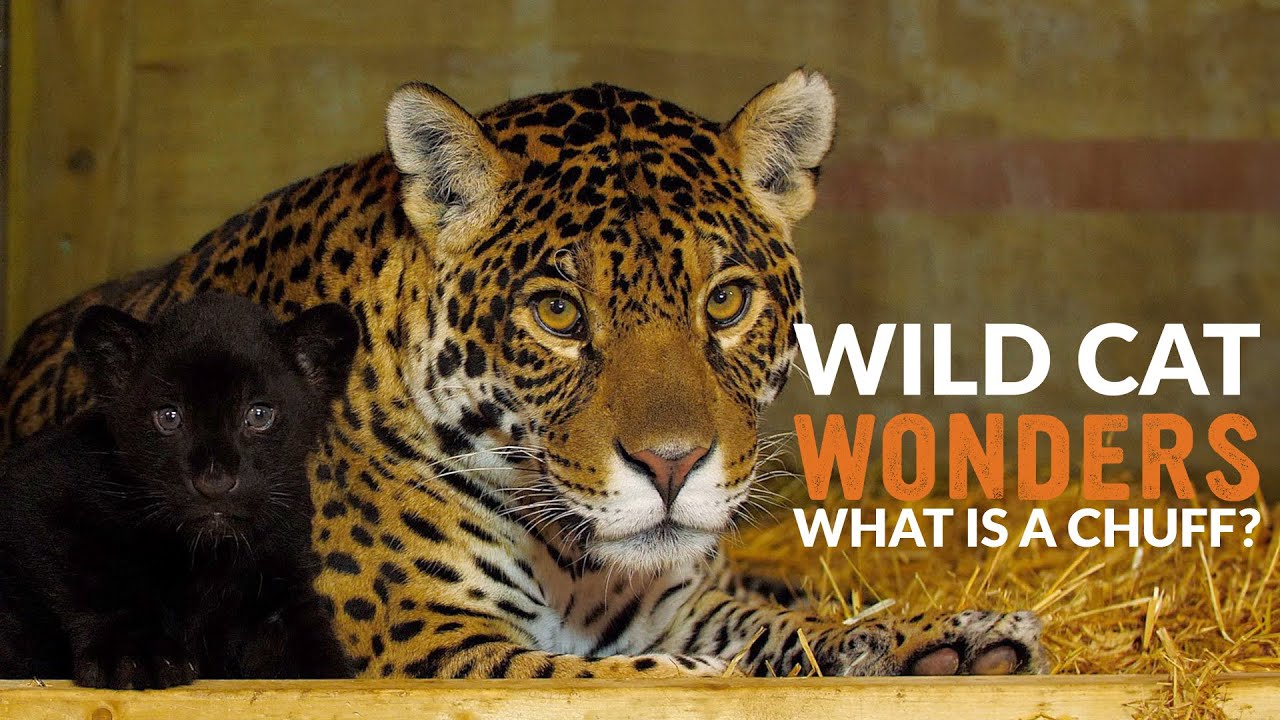 Что такое CHUFF? | Wild Cat Wonders | Эпизод 10