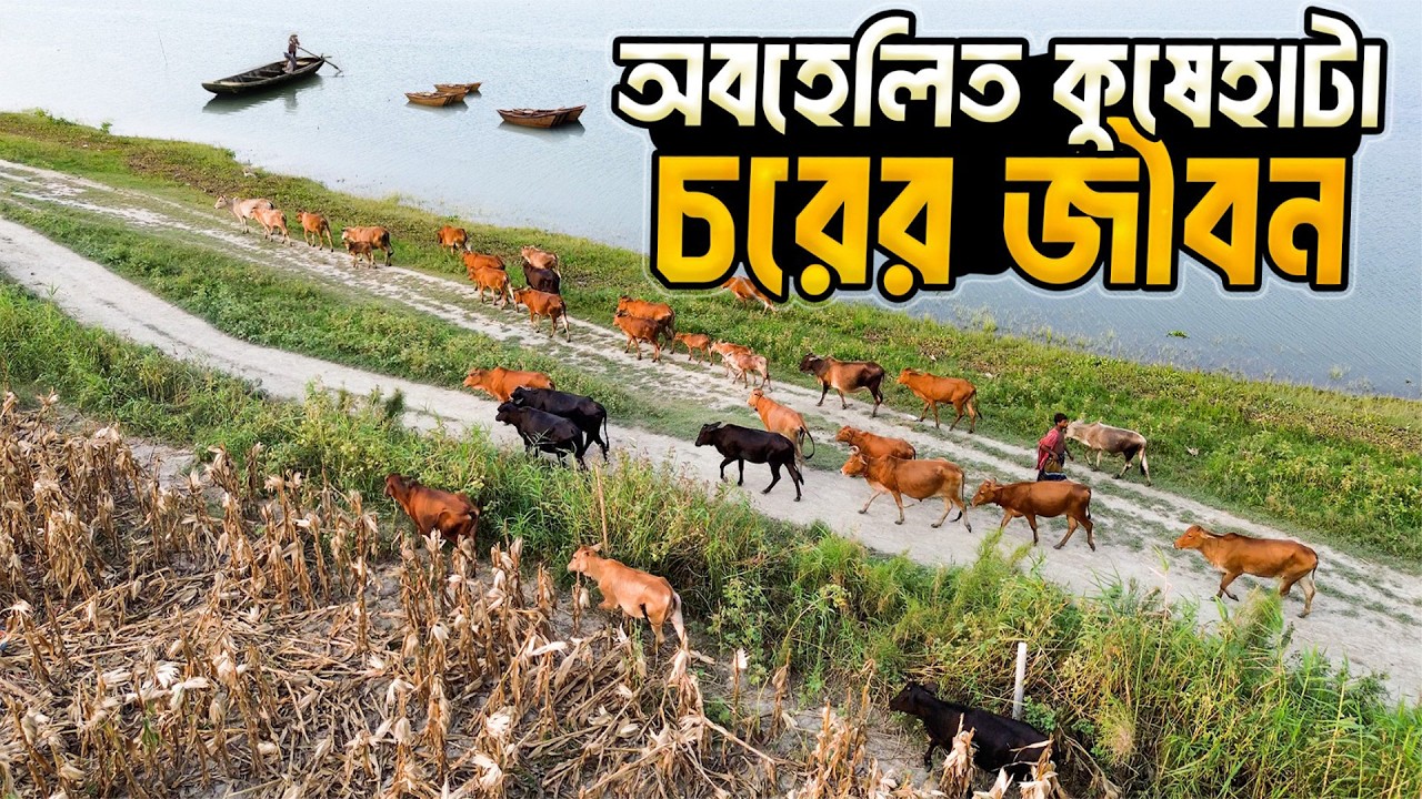 কুষেহাটা চরের মানুষের জীবন সংগ্রামের গল্প । Struggle Of Kushahat Island People