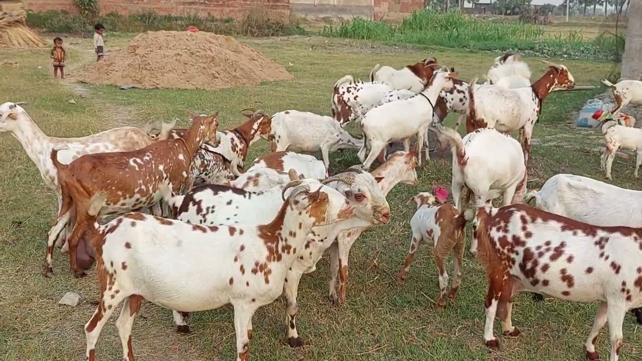 adsrsh  goat 🐐  farm bihaar  nawada