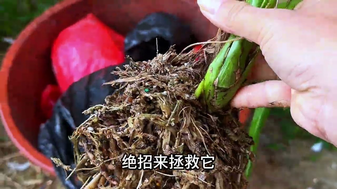 还好来得早，别墅区捡到好宝贝