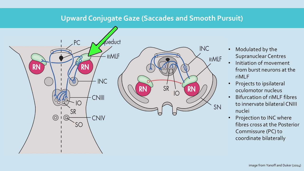 The Physiology of Conjugate Gaze