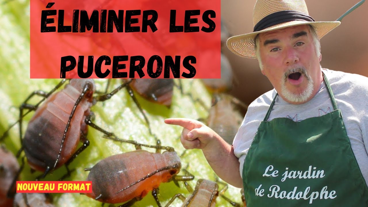 Comment se débarrasser des pucerons?