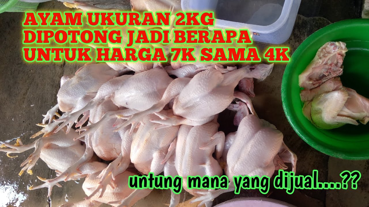 CARA MOTONG AYAM BUAT KENTUKY HARGA 7K DAN 4K, AYAM BOBOT 2KG