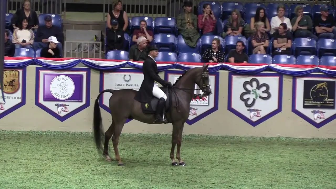 2022 US Arabian & Half Arabian National Championship HH/AA English Show Hack Open