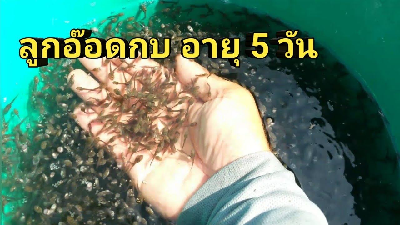 ลูกอ๊อด ลูกอ๊อดกบ อายุ 5 วัน ย้ายบ่อใหม่อย่างไรถึงจะรอดตาย