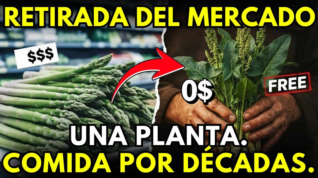 Planta una vez, come durante décadas. ¿Por qué desapareció esta planta?