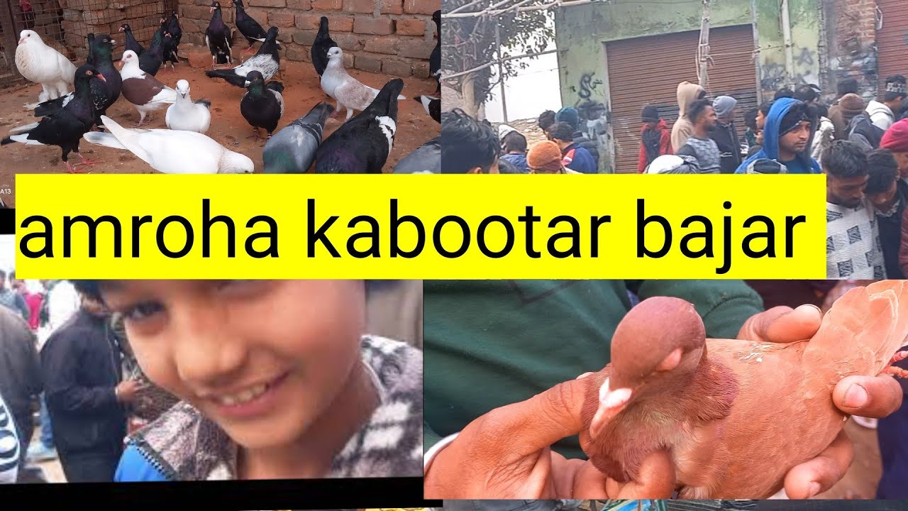 Amroha kabootar bajar# lajavab kabootar market #amroha #pigeon #birds #kabootar 