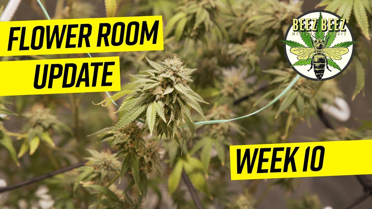 WEEK 10 FLOWER TENT UPDATE