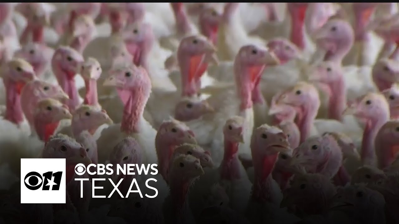 Thanksgiving dinner costs climb as turkey supply drops and inflation lingers