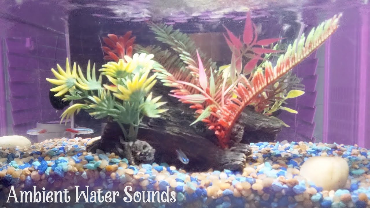 Aquarium Fish Tank Sounds for Relaxation, Sleep, Study | Nature Ambience