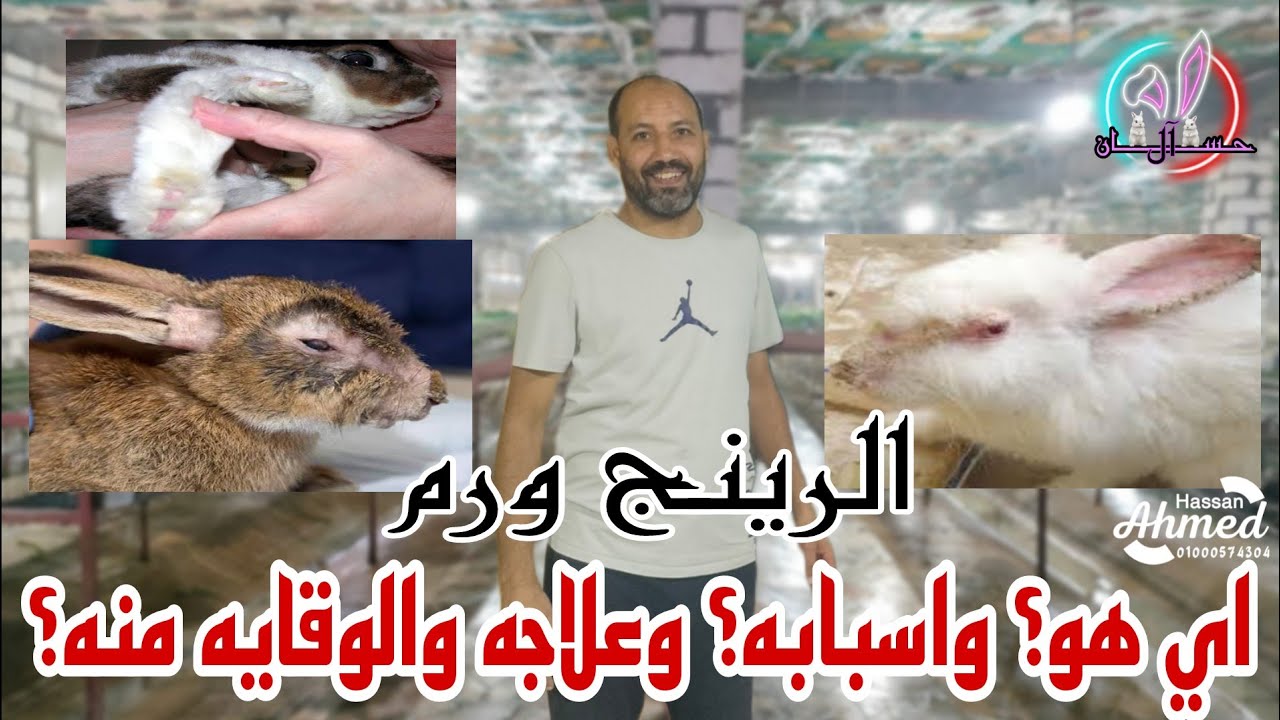 الرينج ورم في الارانب | اسبابه وعلاجه والوقايه منه