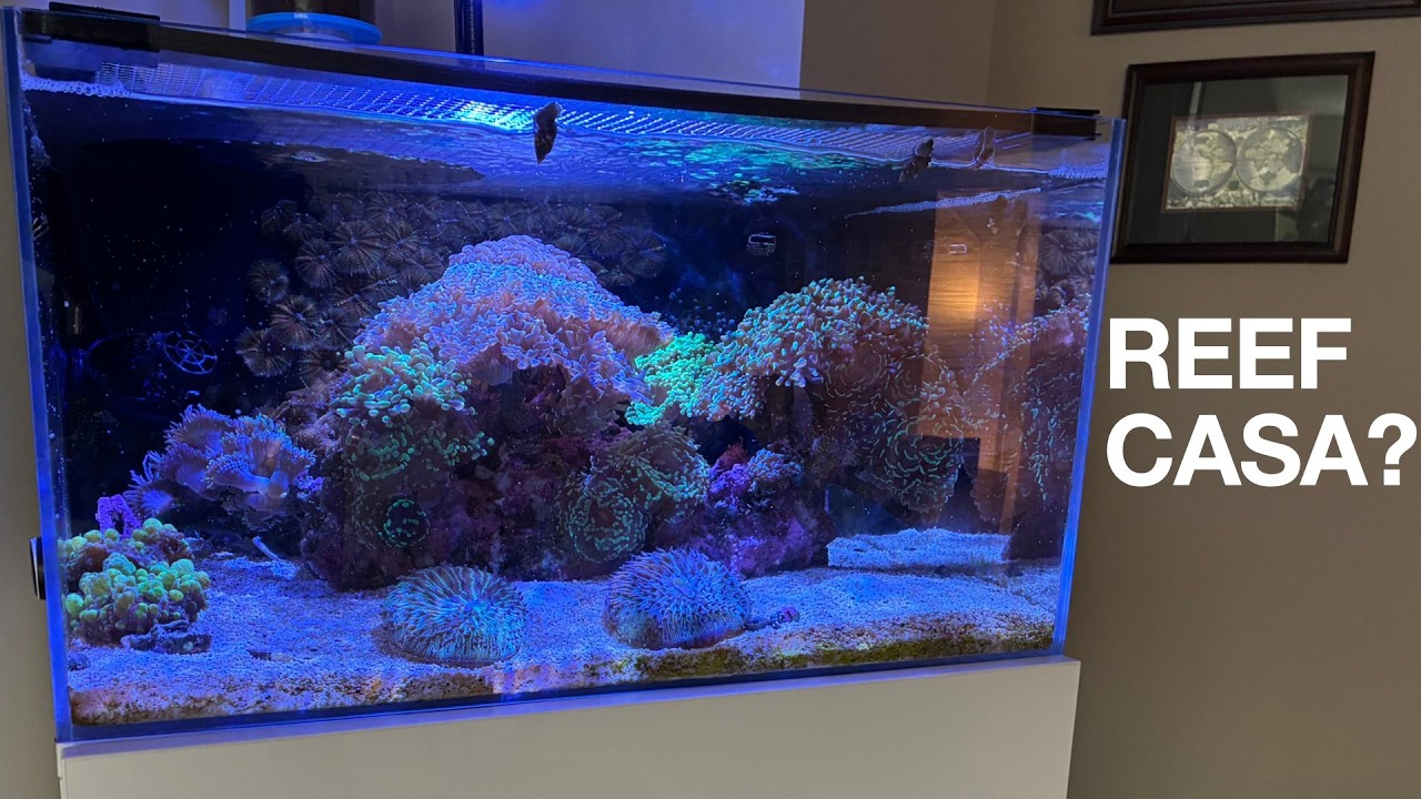 Reef Casa 24 Gallon Laguna Aquarium: Not Recommended