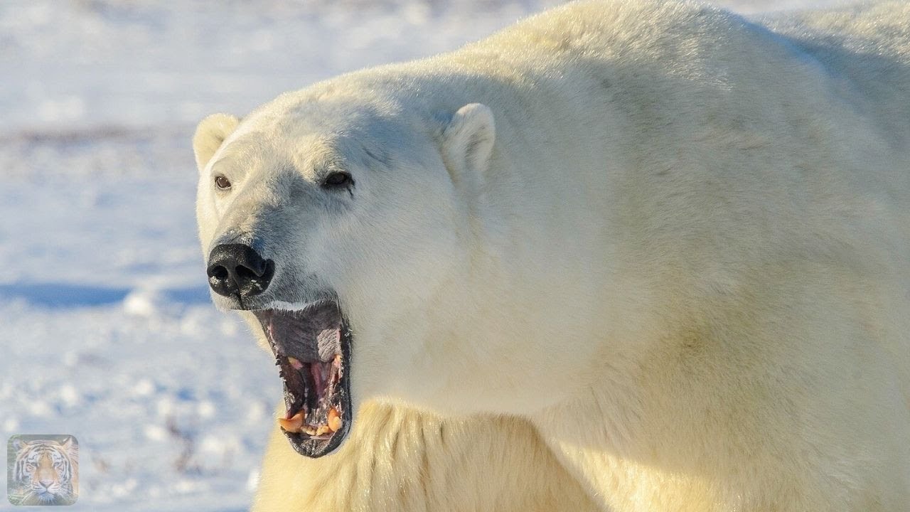 Biggest Land Predator in the World: The Polar Bear!