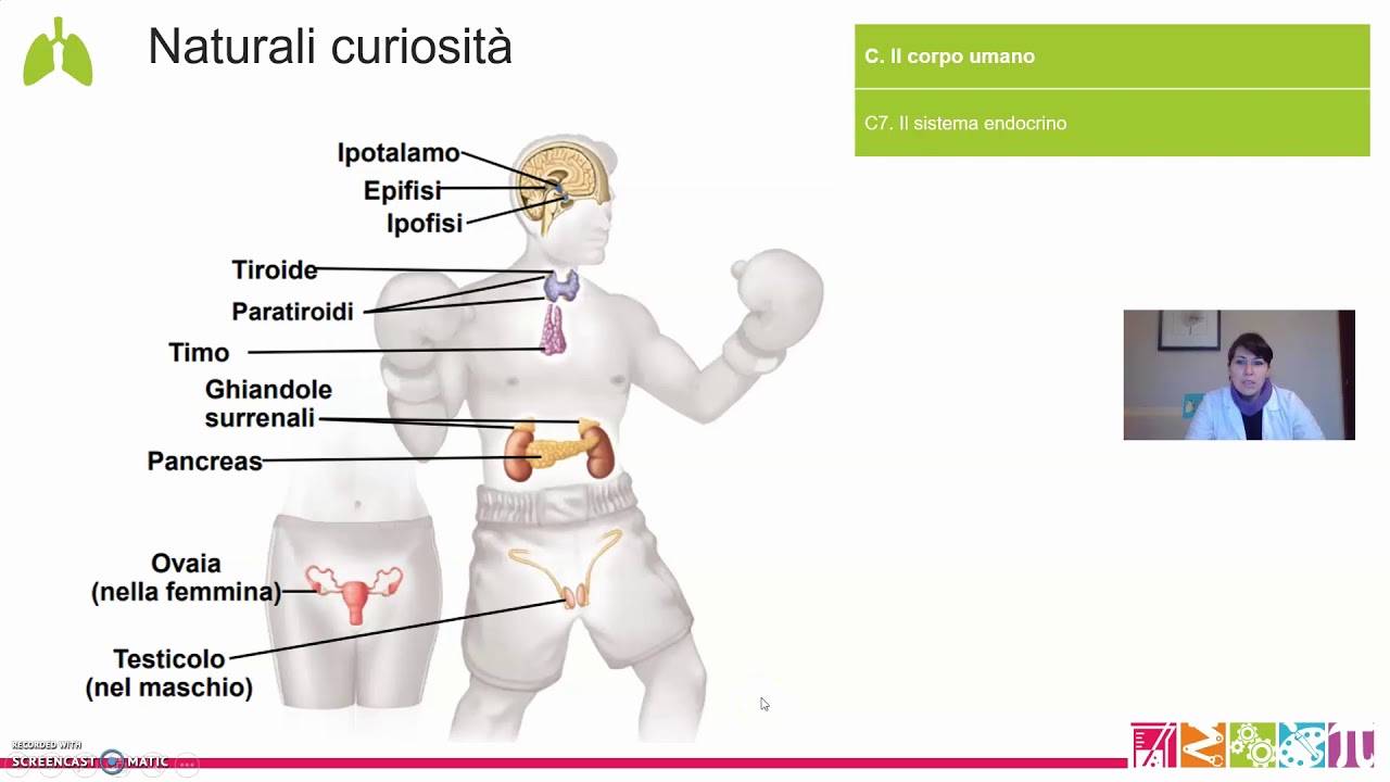 C7. Il corpo umano - Il sistema endocrino