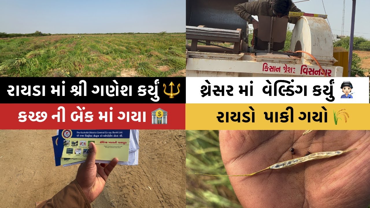 રાયડો વાઢવાનું ચાલુ કરિયું 🌾👨🏻‍🌾॥ #goswamifarmingvagad #virl #virlvdeo #gujju #gujrat #rapar 