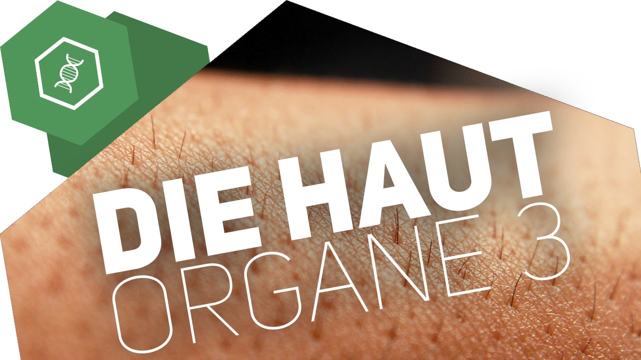 Die Haut – Organe des Menschen