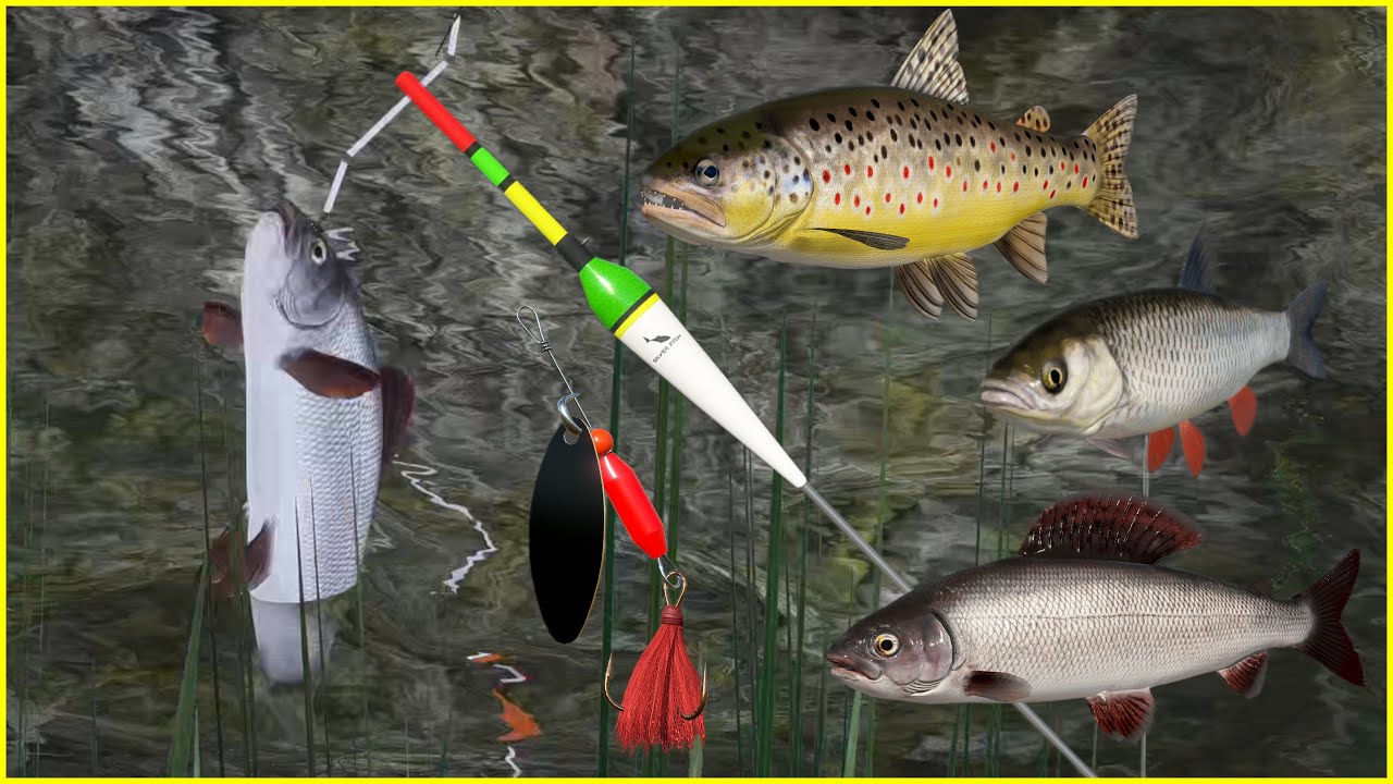 Belaya River Grayling & Brown trout #85 Russian Fishing 4 rf4