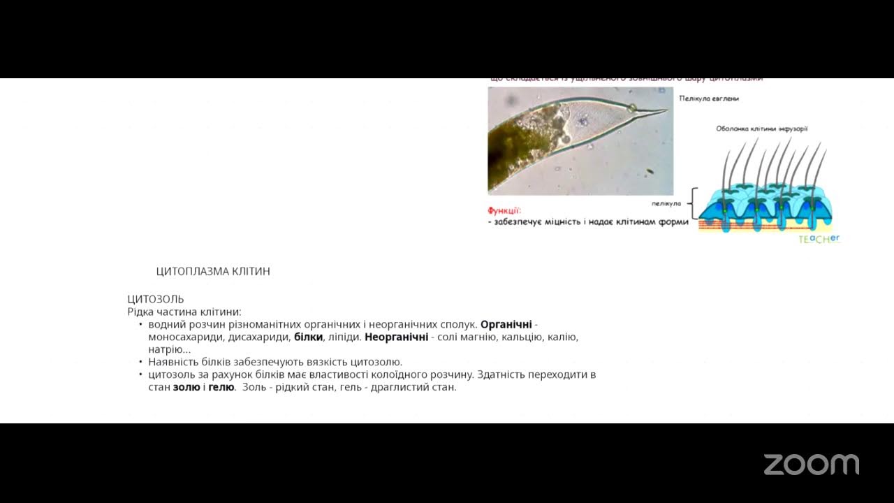 Надмембранні і підмембранні комплекси. Цитоплазма. Цитозоль.