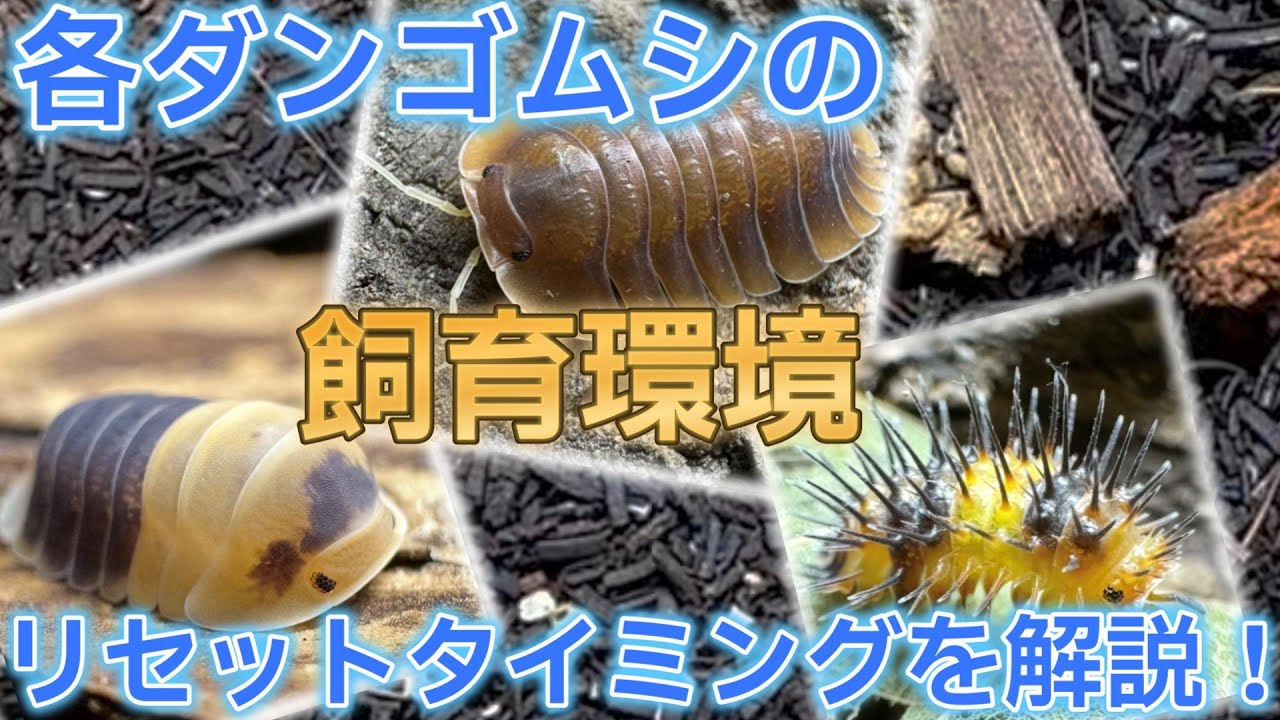 ダンゴムシの環境リセットの必要性とタイミングを解説！！