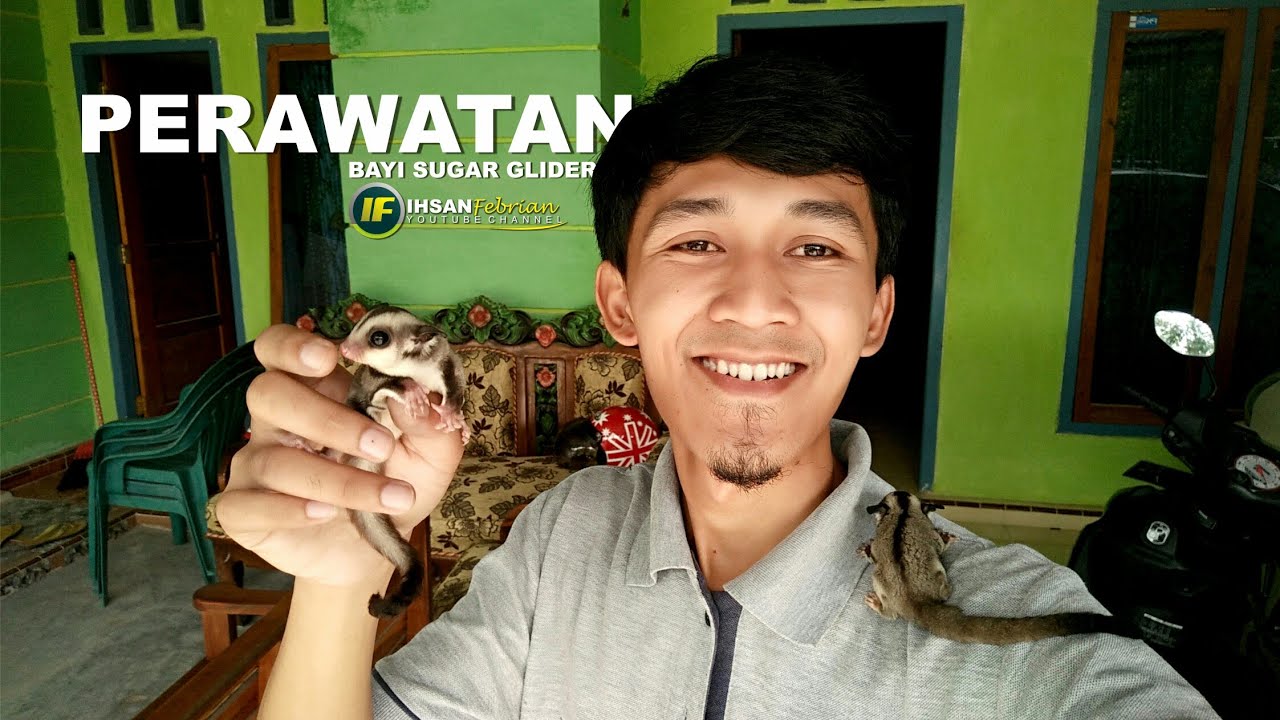 4 Tips Merawat Joey Dengan Benar (Anakan Sugar Glider)