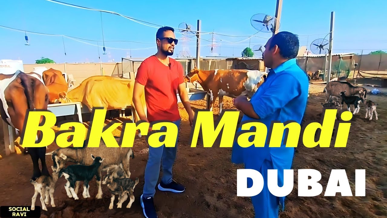 Dubai ka Bakra Mandi 2024 | Cattle Market Dubai