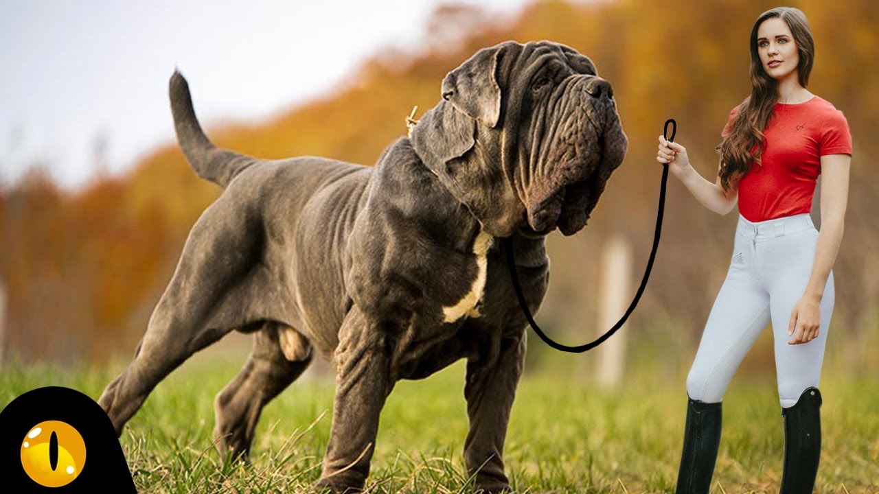 TOP 10 BIGGEST DOG BREEDS