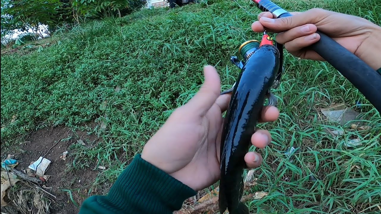Airnya Hampir Habis, Tapi Gabusnya Gak Abis