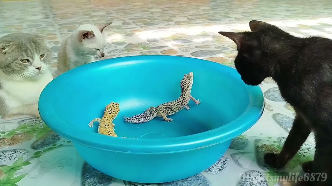 A Small Kitten And Leopard Geckos